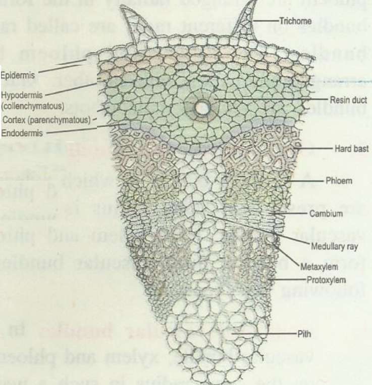 ts-dicot-stem part.jpg